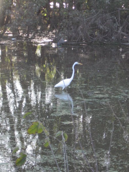 bird2.jpg
