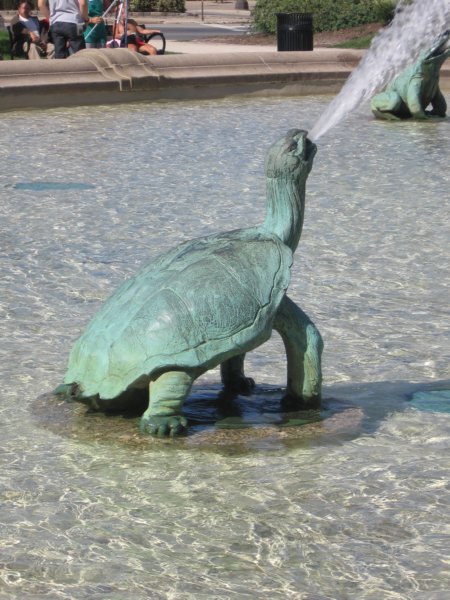 turtle.jpg