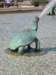 turtle_small.jpg