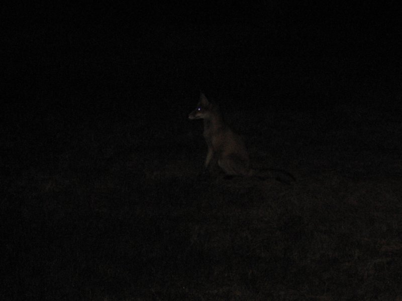 fox.jpg