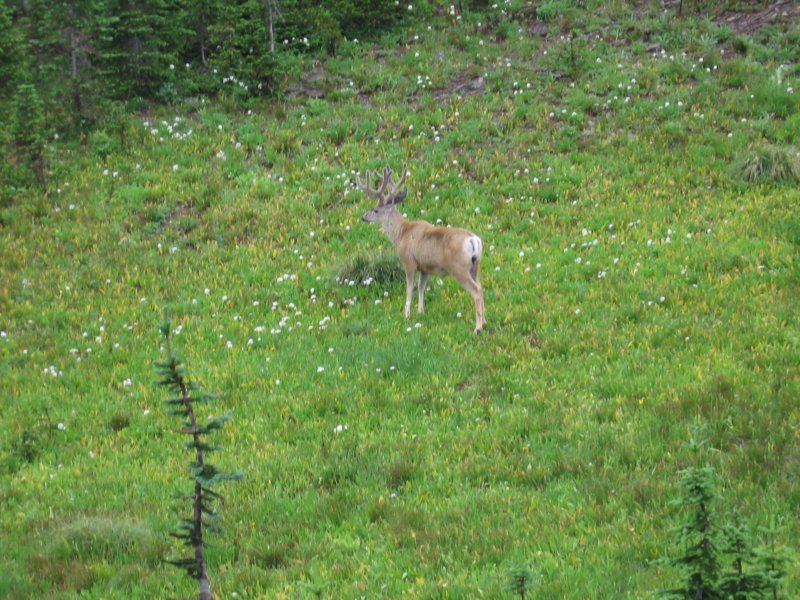 deer.jpg