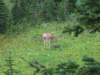 deer2_small.jpg