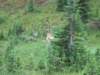deer3_small.jpg