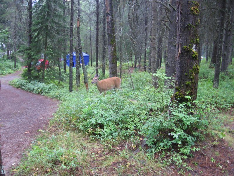 deer4.jpg