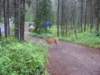 deer6_small.jpg