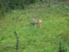 deer_small.jpg
