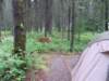 deerandtent3_small.jpg