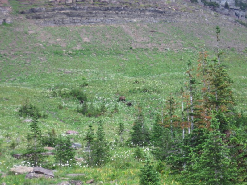 grizzlybears.jpg