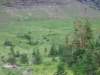 grizzlybears2_small.jpg