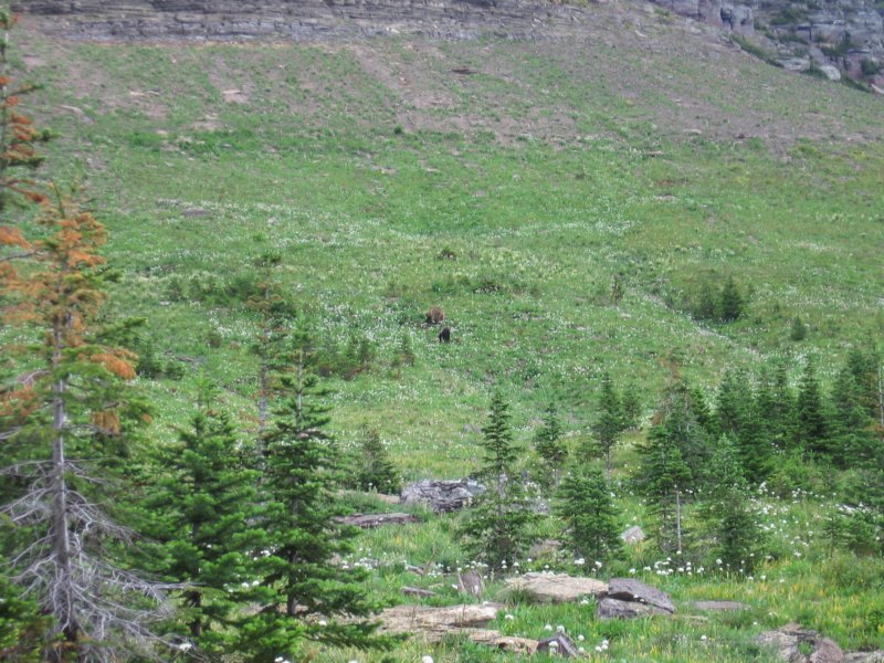 grizzlybears3.jpg