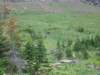 grizzlybears4_small.jpg