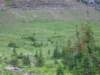 grizzlybears_small.jpg