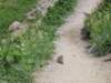 groundsquirrel2_small.jpg
