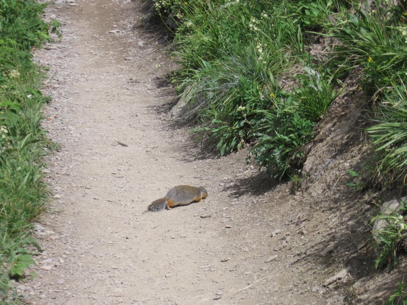 groundsquirrel3.jpg
