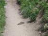 groundsquirrel3_small.jpg