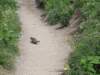 groundsquirrel_small.jpg