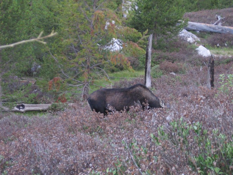 moose.jpg