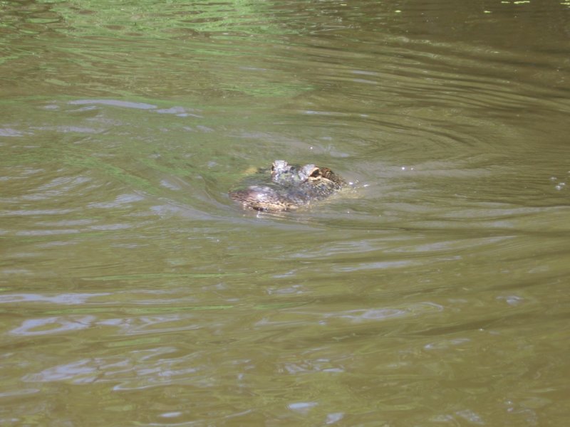 alligator2.jpg