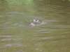 alligator2_small.jpg