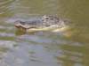 alligator3_small.jpg