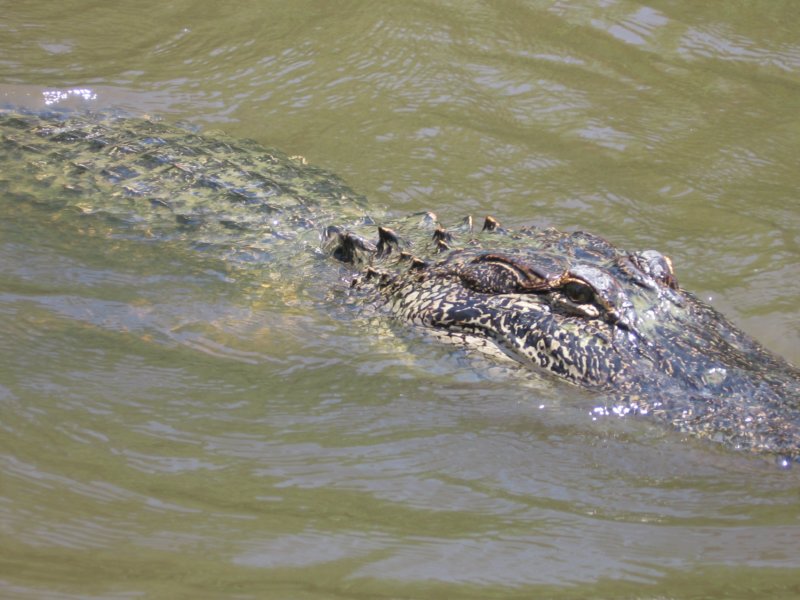 alligator4.jpg