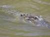 alligator4_small.jpg