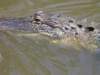 alligator5_small.jpg