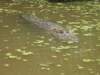 alligator6_small.jpg