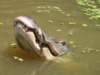 alligator7_small.jpg