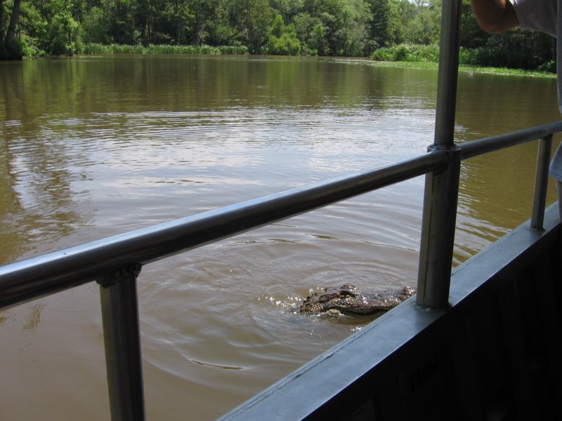 alligatorneartheboat.jpg