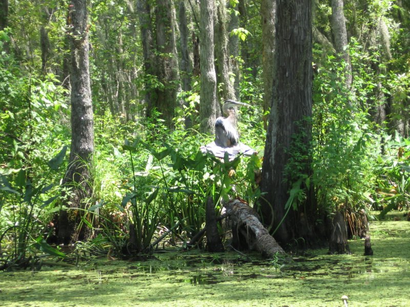 bird.jpg