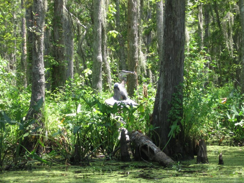 bird2.jpg