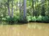 mangrove_small.jpg
