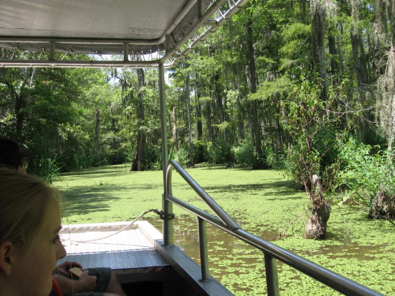 swamp3.jpg