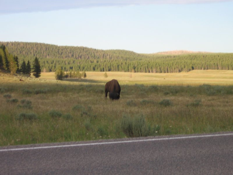 bison.jpg