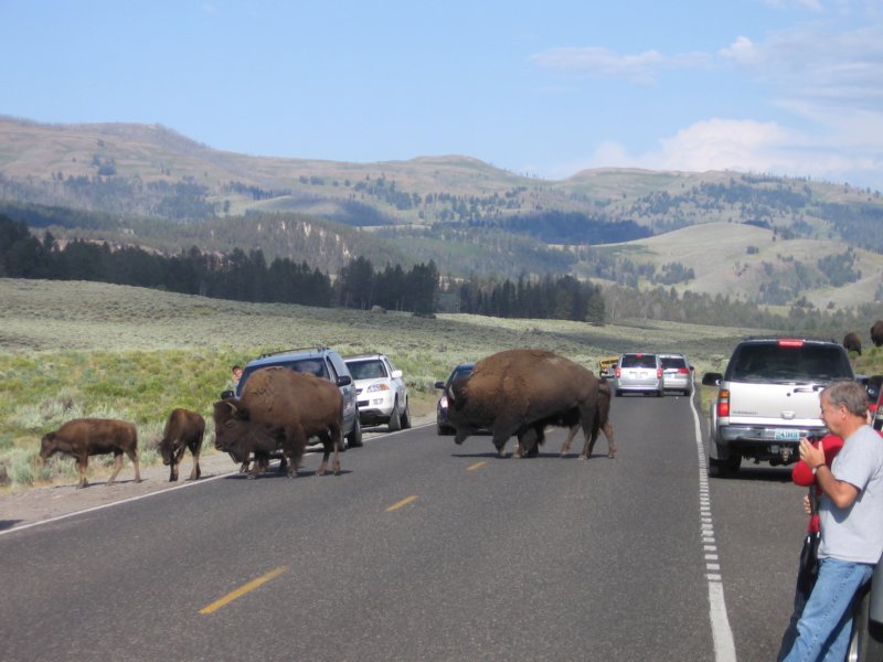 bison2.jpg