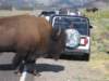 bisonandcar_small.jpg