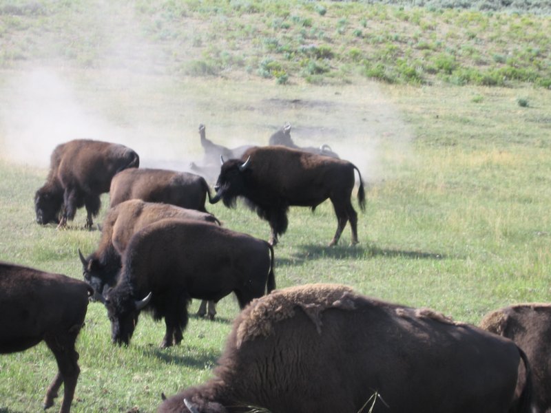 bisoninthesand.jpg