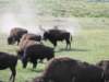 bisoninthesand_small.jpg
