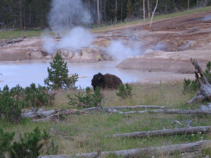 bisonwithgeyser.jpg
