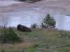bisonwithgeyser2_small.jpg