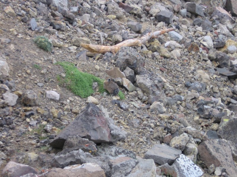 pika.jpg