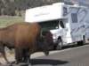 sunseekingbison_small.jpg