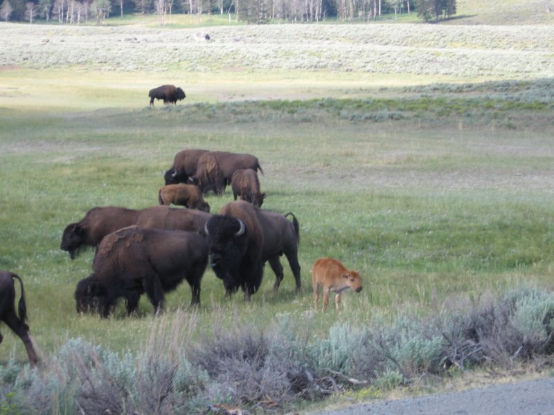 youngbison.jpg