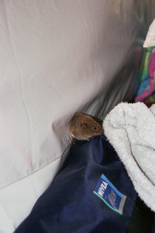evilanimalsinourtent.jpg